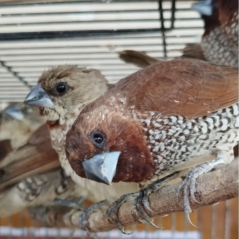 Burung Emprit: Apakah Halal?