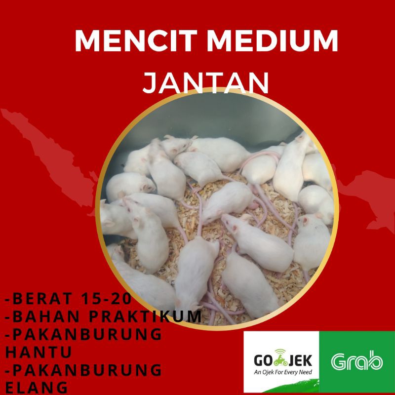Jual mencit medium jantan/balb.c15-20gr | Shopee Indonesia