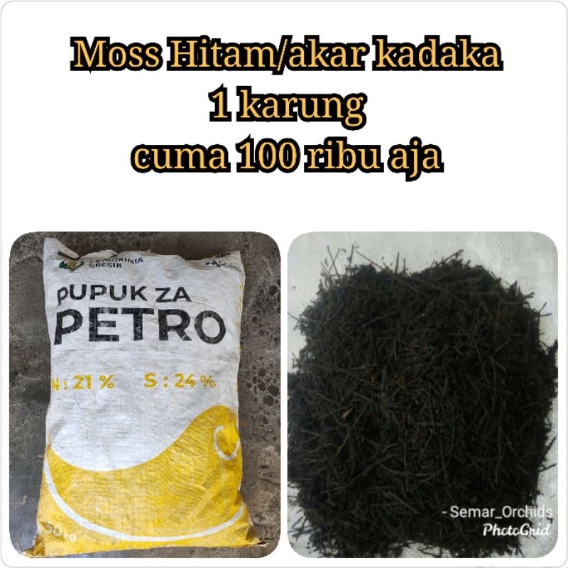 Jual Moss hitam/akar kadaka 1 karung cuma 100 ribu aja | Shopee Indonesia