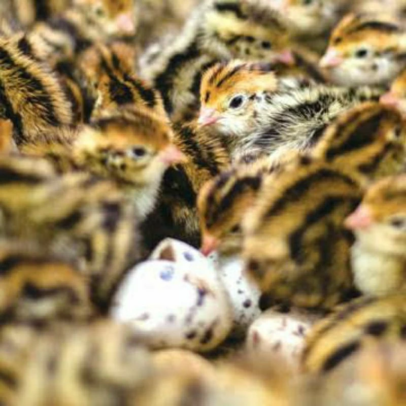 Jual Beli Burung Blitar