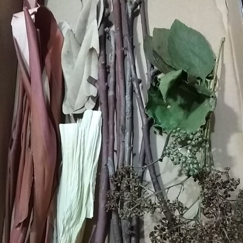 Jual Daun kering Ranting Kolase daun Kulit pohon prakarya diy daun dan ...