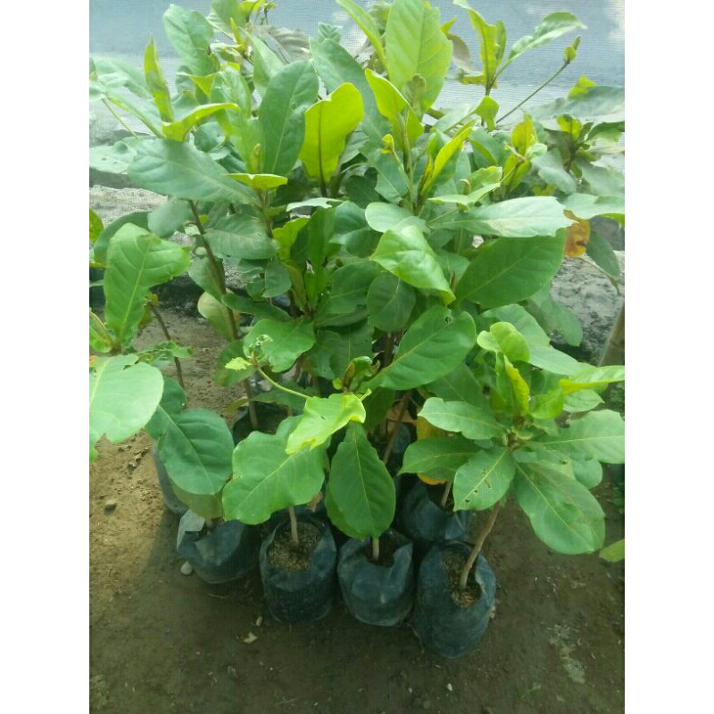 Jual Ketapang Daun Lebar Shopee Indonesia