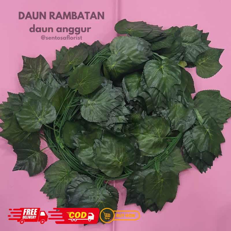 Jual DAUN RAMBATAN 12PC/DAUN RAMBATAN BESAR/DAUN RAMBATAN JUMBO /DAUN ...