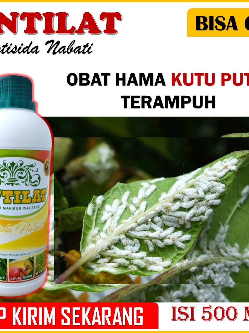 Jual 100 Original Pestisida Organik Antilat Obat Hama Lalat Buah Walang Sangit Kutu Putih 6911