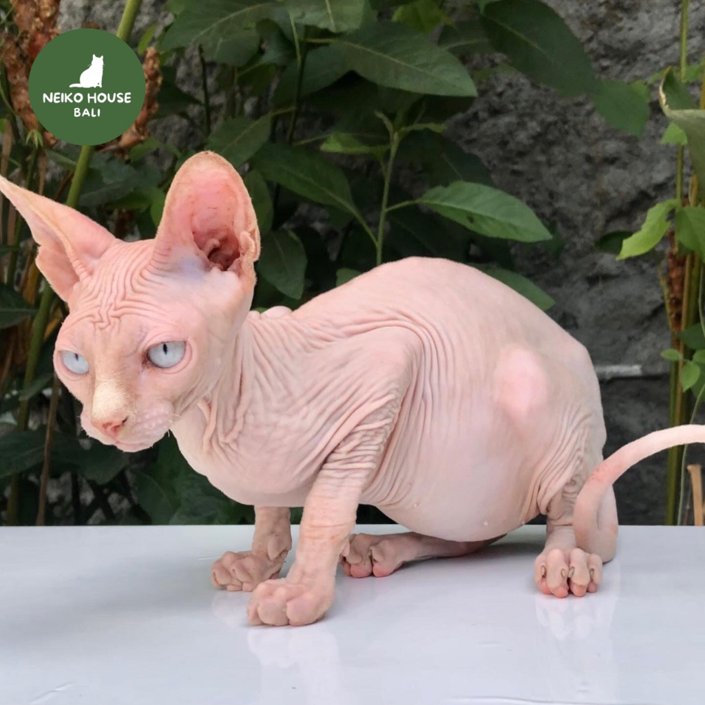 Jual Sphynx White Blue Eyes Jantan Male Kitten Sphinx Mata Biru Kucing