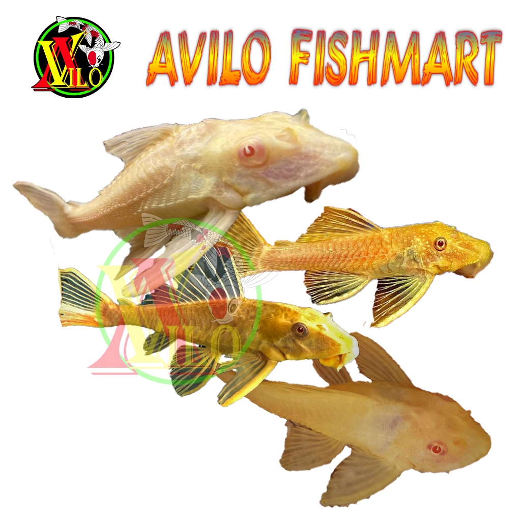 Jual Ikan Hias Sapu Sapu Albino Sapu2 Shopee Indonesia