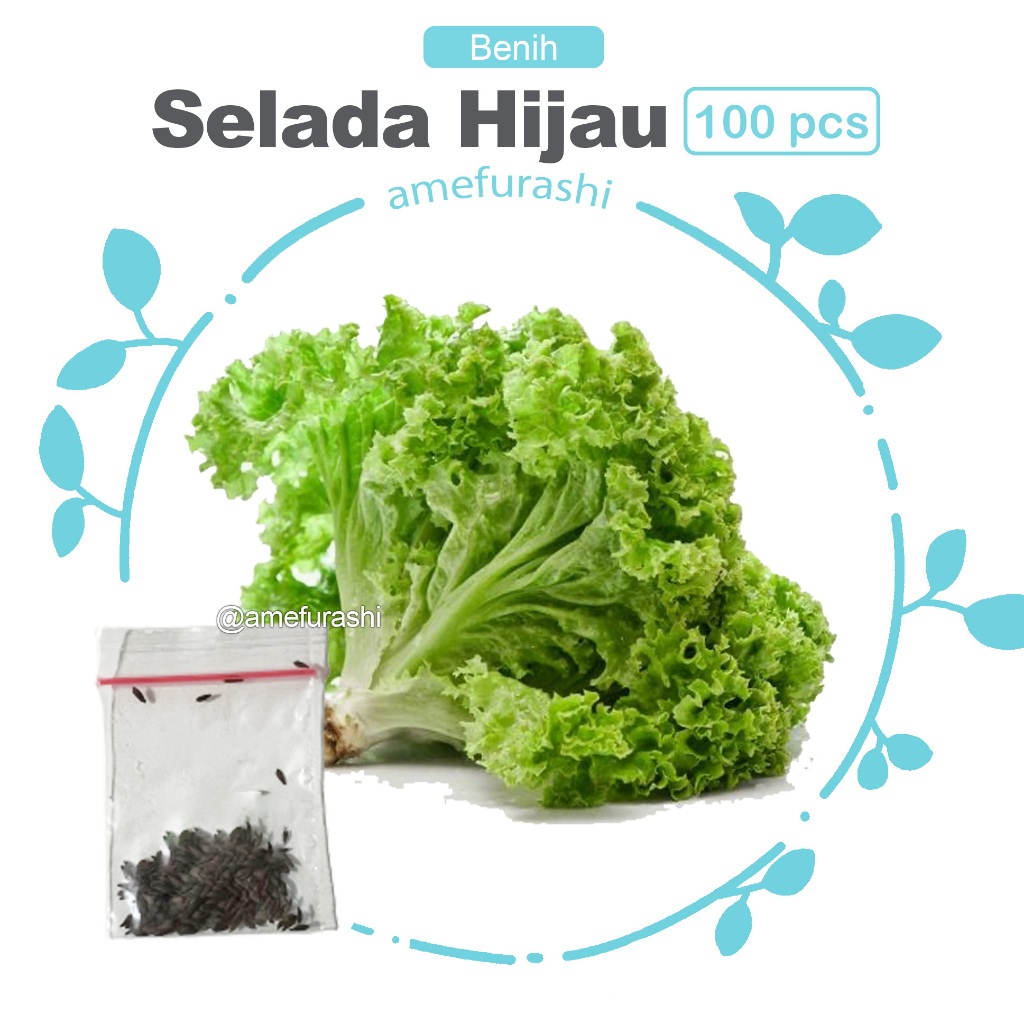 Amefurashi Bibit / Benih /Seeds Sayur Selada Cepat Panen