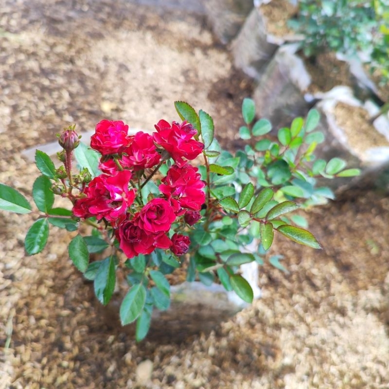 Jual mawar red cherry Singapure mini tanaman hias | Shopee Indonesia