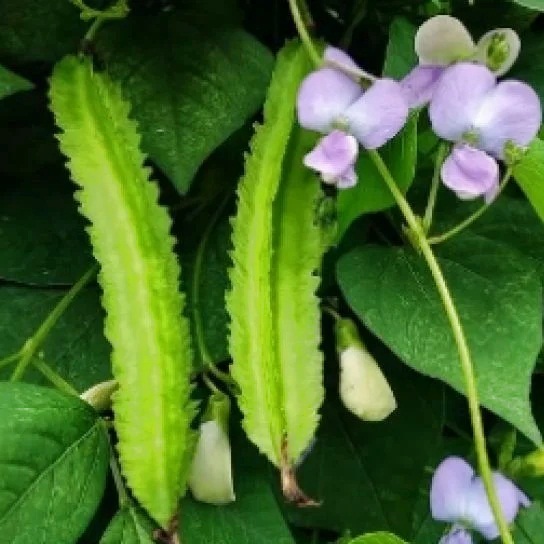 Jual Benih Sayur KECIPIR HIJAU Cipir Cicipir - Repack Seeds | Shopee ...