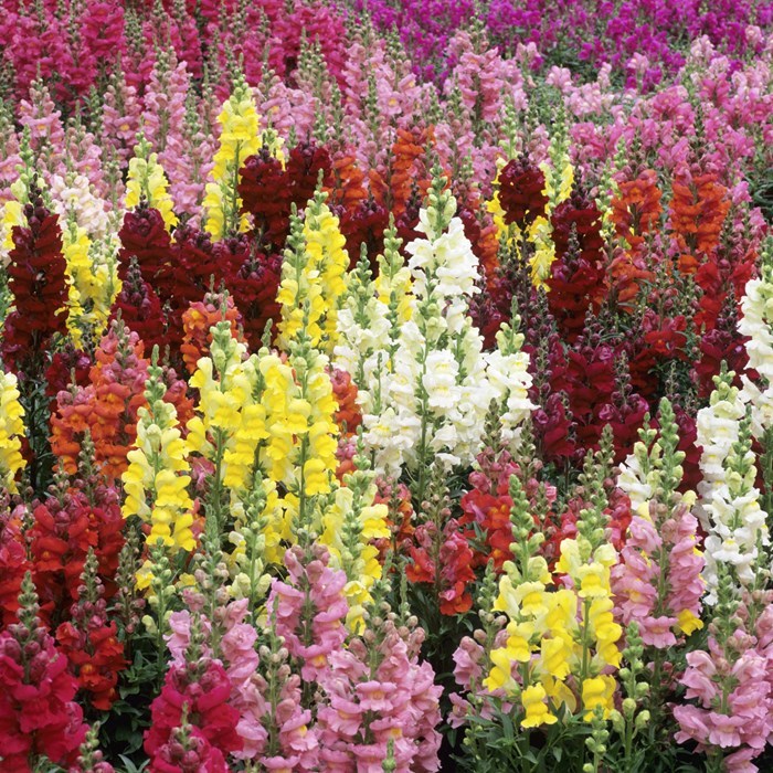 Jual Bibit Benih Bunga Snapdragon Antirrhinum Mix (50 Butir) | Shopee ...