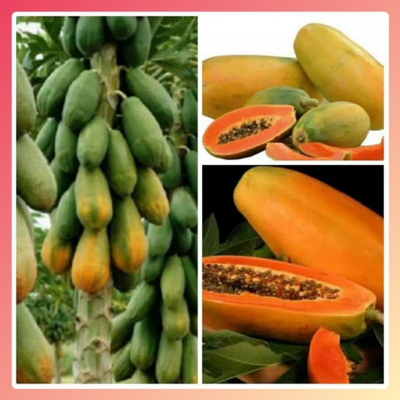 Bibit Benih Buah Pepaya California (10 Butir)