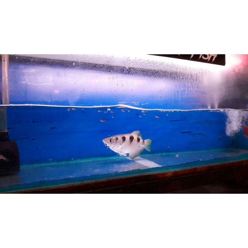 Jual Archer fish / ikan sumpit ukuran kurleb 20cm | Shopee Indonesia