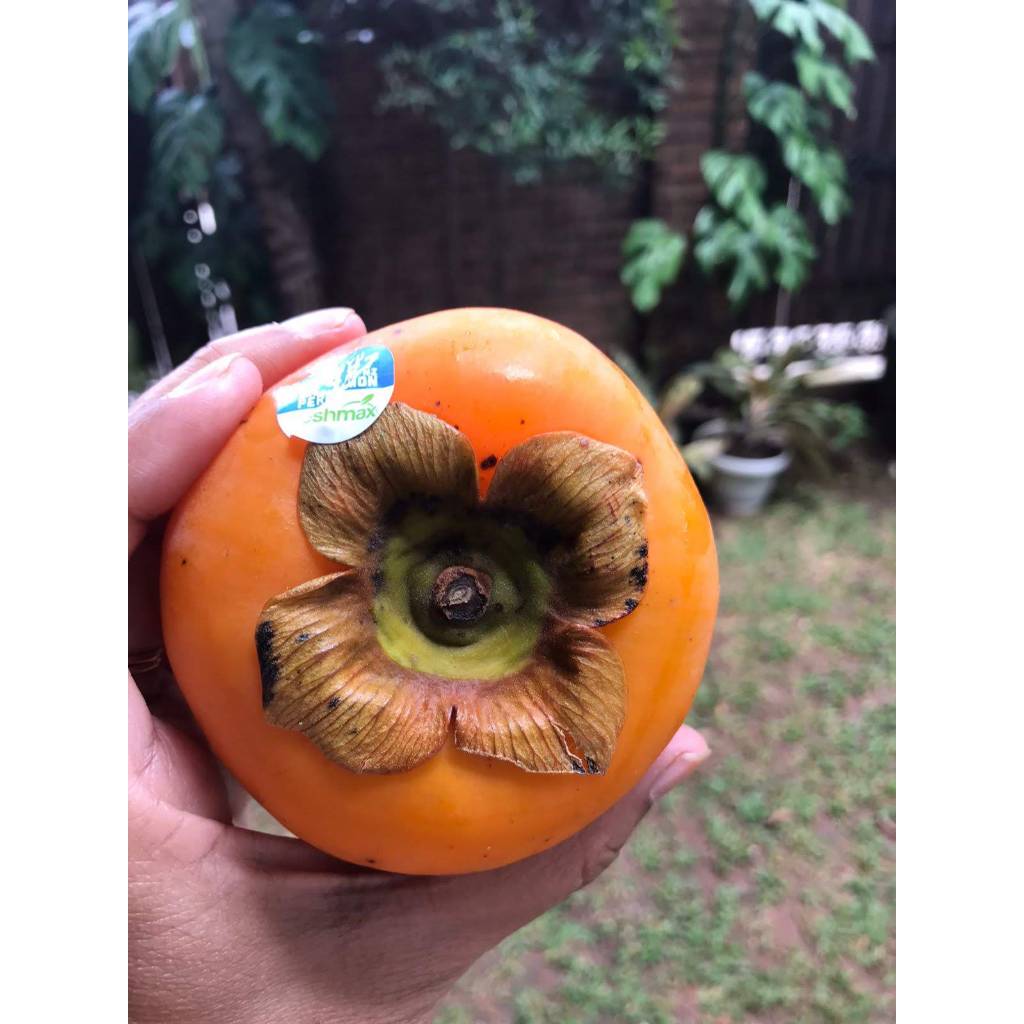 Jual Persimmon Kesemek Buah Impor Segar Shopee Indonesia