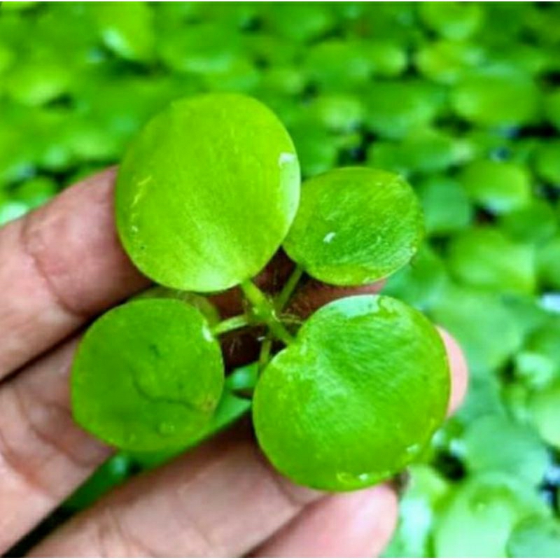 Produk Dila Koleksi | Shopee Indonesia