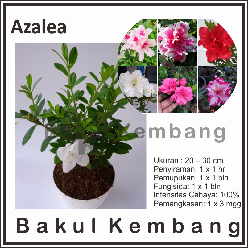 Jual Bunga azalea (Rhododendron )tanaman hias BERVARIASI - BAKUL ...