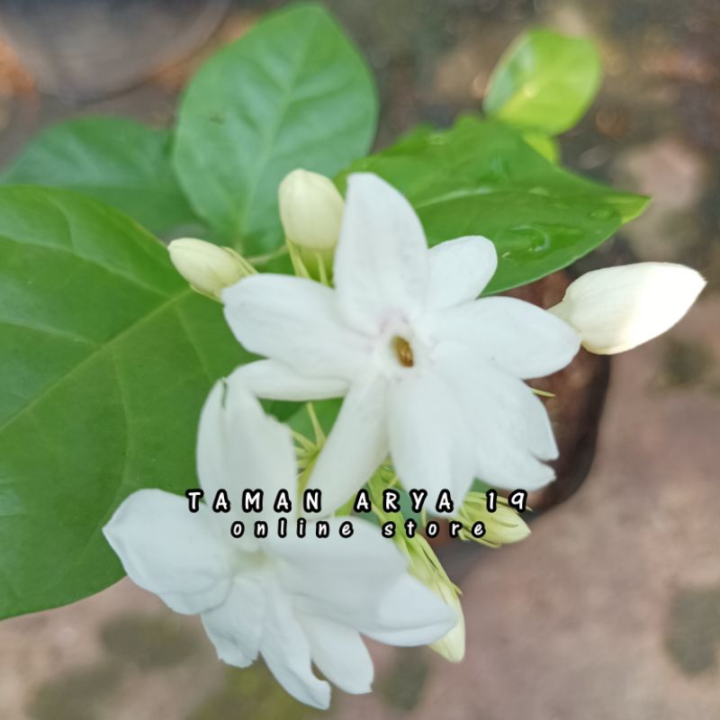 Jual TANAMAN HIAS MELATI WANGI | MELATI | Shopee Indonesia
