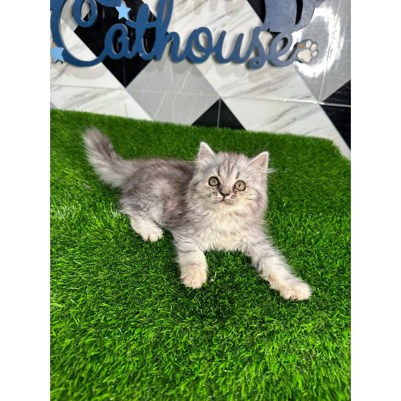 Jual kucing ras mix mainecoone betina 2.5 bulan | Shopee Indonesia