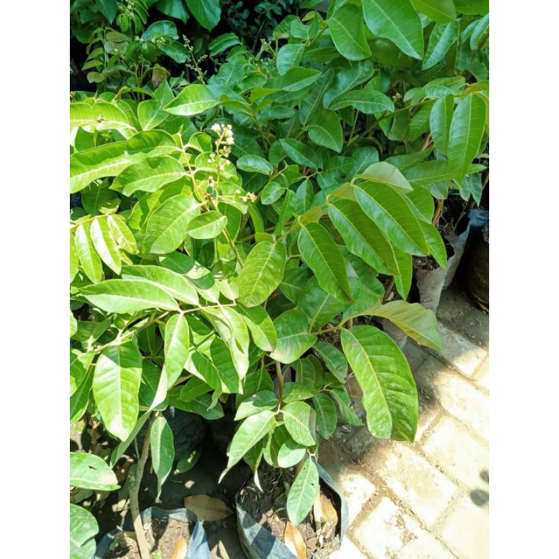Jual Bibit kelengkeng kondisi berbunga tinggi 60-70cm | Shopee Indonesia