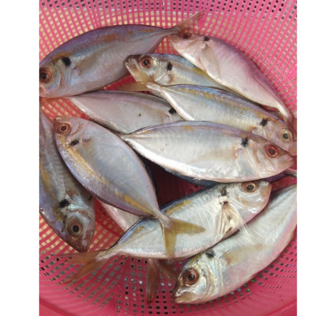 Jual Ikan Selar Shopee Indonesia