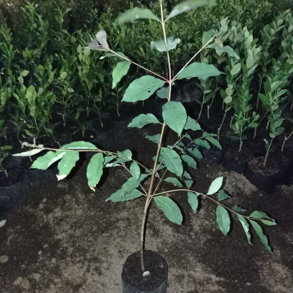 Jual Tanaman Ekaliptus Pohon Ekaliptus Eucalyptus Shopee Indonesia