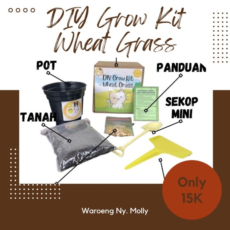 Jual DIY Grow Kit Wheat Grass Rumput Gandum Kucing Paket Menanam Rumput ...