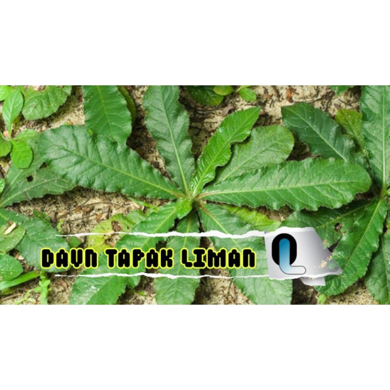 Jual Daun Tapak Liman Segar Herbal Tradisional Shopee Indonesia