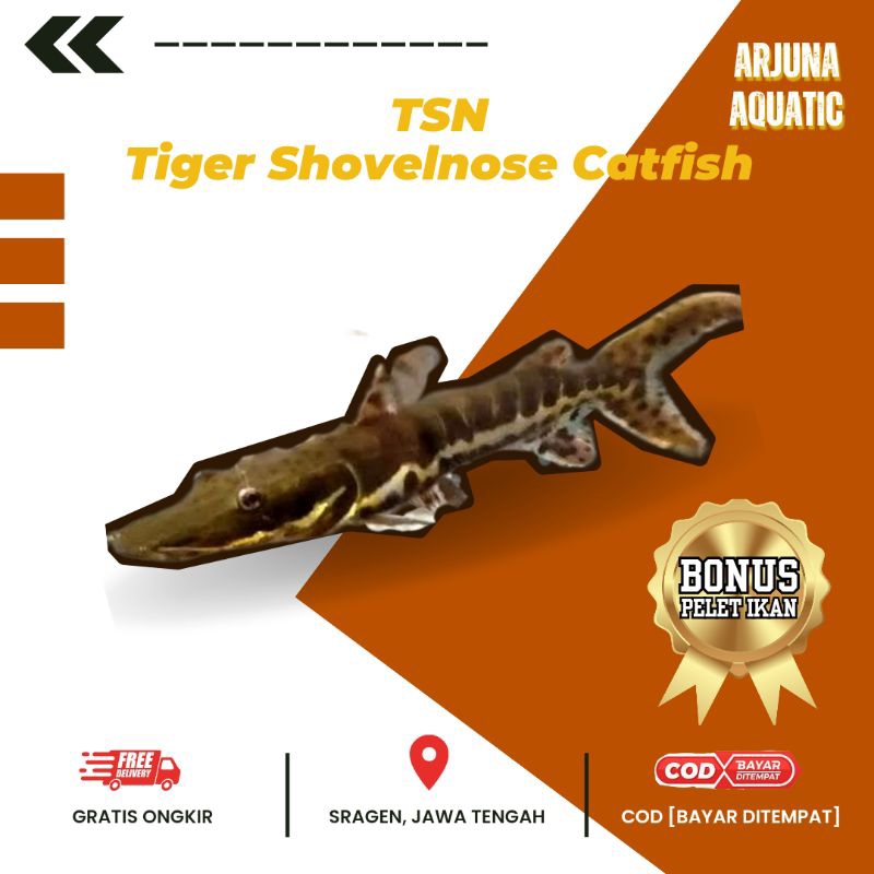 Jual Tiger ShovelnoseCatfish TSN | Shopee Indonesia