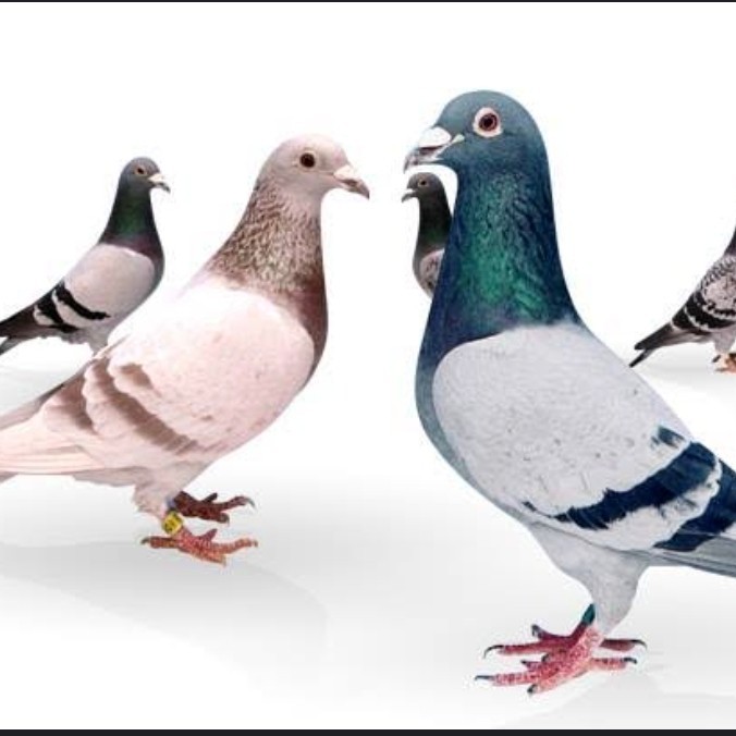 Jual MERPATI POS RACING PIGEON | Shopee Indonesia