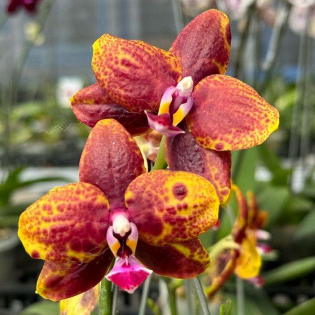 Jual ‼️LIMITED EDITION‼️"VODOO" wangi" kelopak tebel,wangi, mini