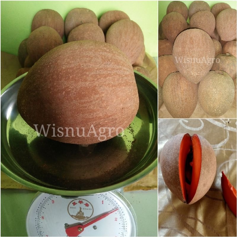 Jual Buah Sawo Raksasa Mamey Sapote Segar Ekslusif Fresh Shopee Indonesia