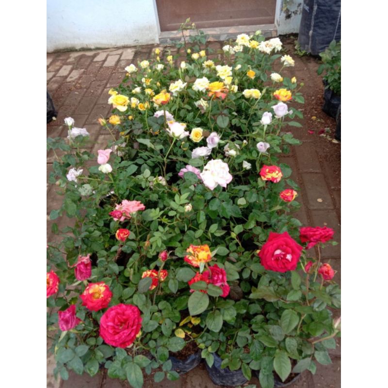 Jual Tanaman mawar sudah berbunga berbagai warna | Shopee Indonesia