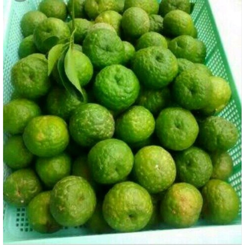 Jual (1 Kg) Jeruk Limau sambel. Fresh. petik langsung TerLaRisss # ...
