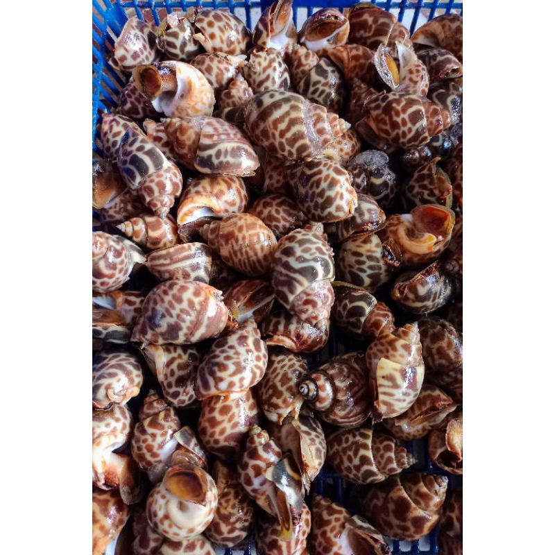 Jual KERANG MACAN FROZEN SEGAR 1KG | Shopee Indonesia