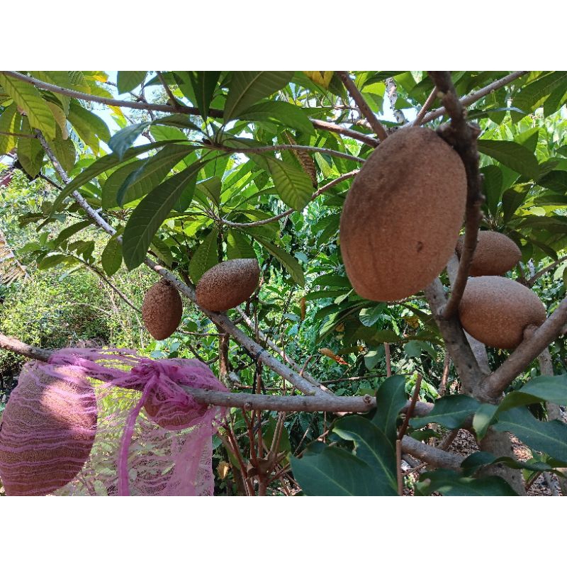 Jual Buah Mamey Sapote magana | Shopee Indonesia