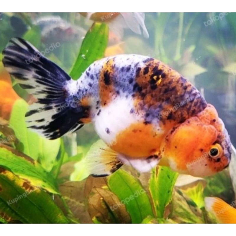 Jual ikan koki rancu pw calico | Shopee Indonesia