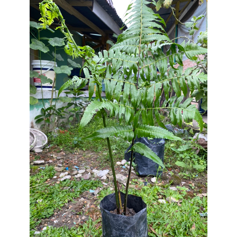 Jual Pakis/ paku asli sayur super enak | Shopee Indonesia