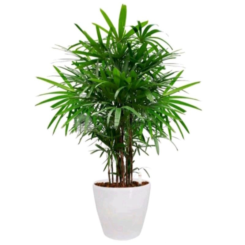 Jual Palem regu tinggi 1meter RIMBUN | Shopee Indonesia
