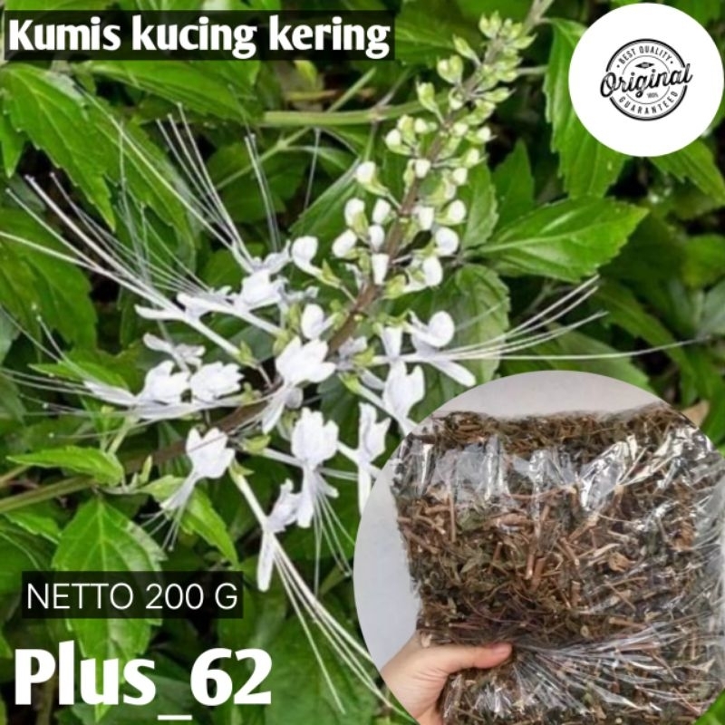 Jual Teh daun kumis kucing kering kemasan/250 gr Shopee Indonesia