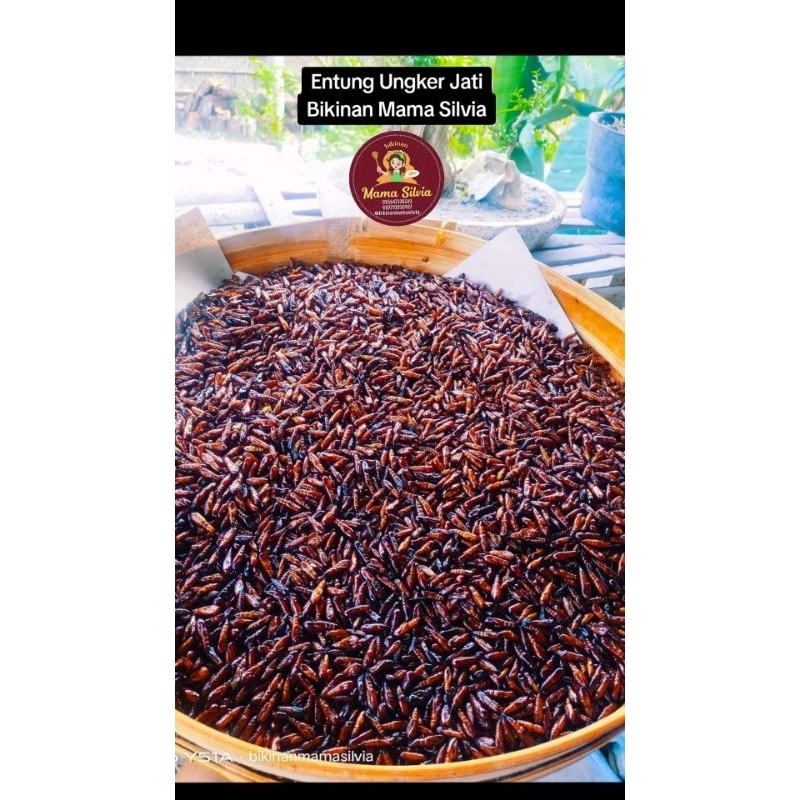 Jual Entung Ungkrung Jati Gurih Termurah Ombyokan 1 kg | Shopee Indonesia