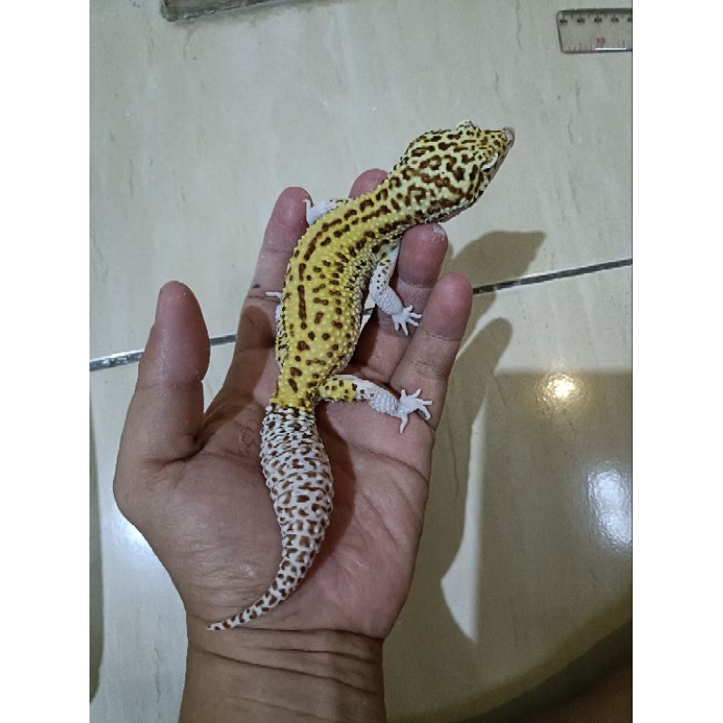 Jual gecko Reder mata merah jumbo | Shopee Indonesia