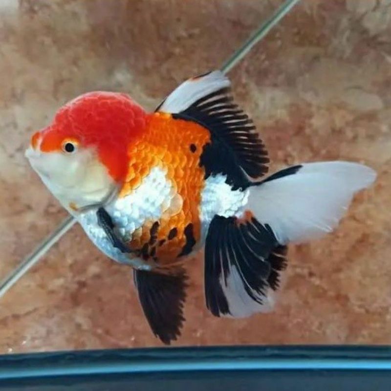 Jual koki panda 3 color | Shopee Indonesia