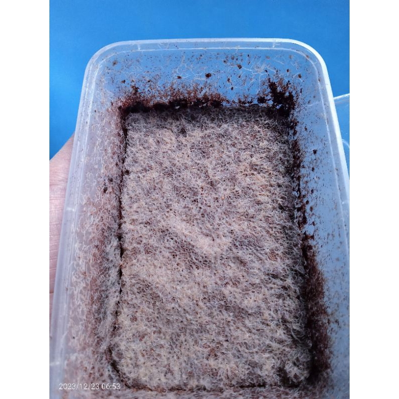 Jual Grindal Worm (Cacing Grindal) SEKALI BELI UNTUK PAKAN SELAMANYA ...