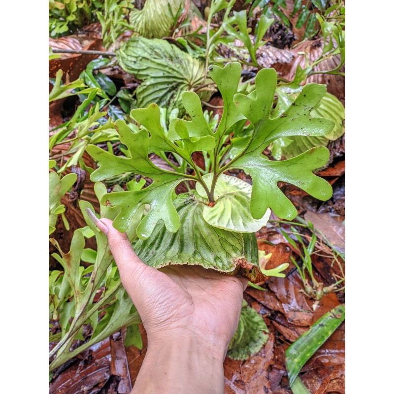 Jual Platycerium Redleyi / ridleyi/ tanduk rusa/ simbar menjangan ...