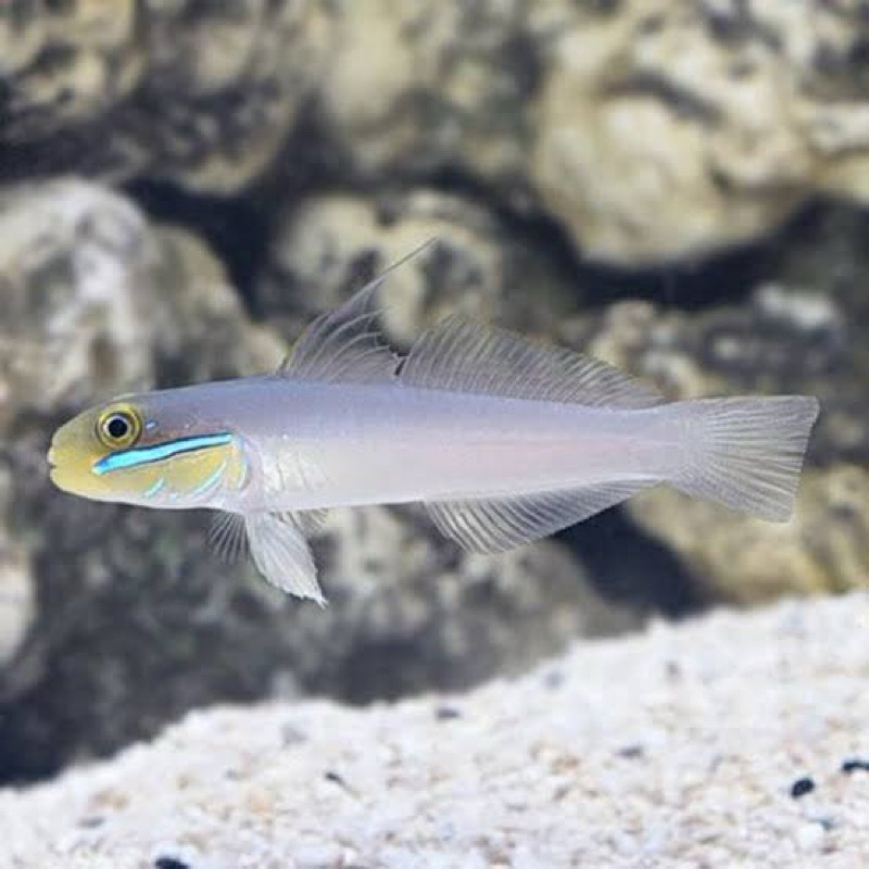 Jual jabing bunglon pipi biru / yellow head sleeper goby | Shopee Indonesia