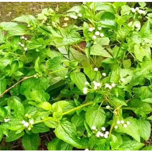 Jual daun bandot/babadotan 100 lembar tanaman herbal | Shopee Indonesia