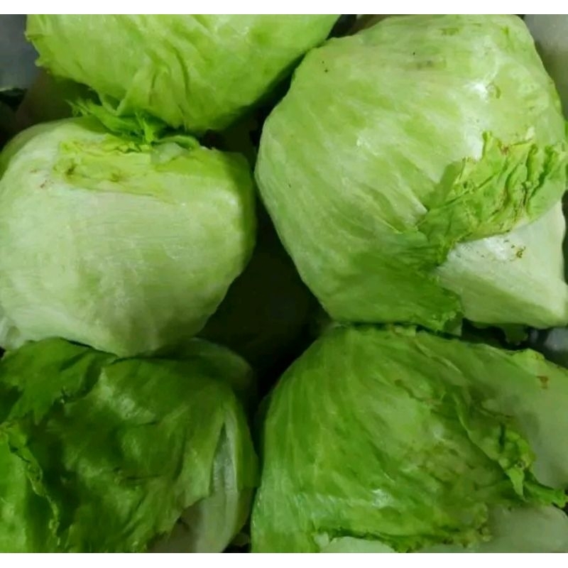 Jual SAYUR LETTUCE HEAD / Sayur Letuce / ICE BERG /JAMIN SEGAR | Shopee ...