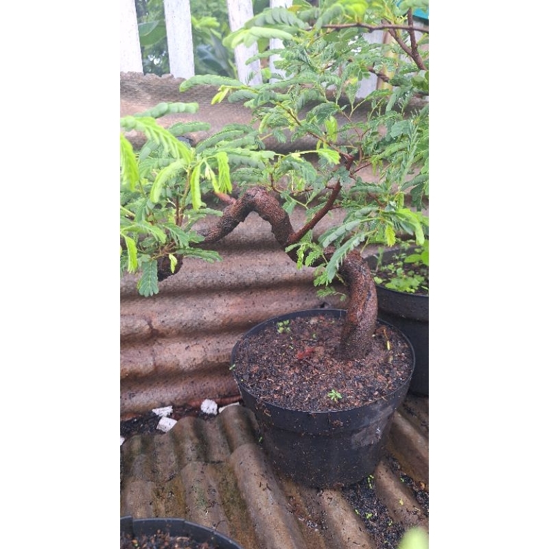 Jual Bahan Bonsai Asam Jawa Shopee Indonesia