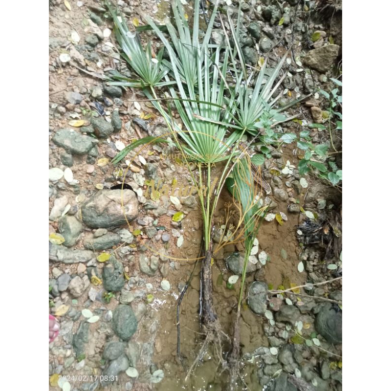 Jual Pohon Lontar Siwalan Anakan {SUPER} Hidup Siap Tanam | Shopee ...