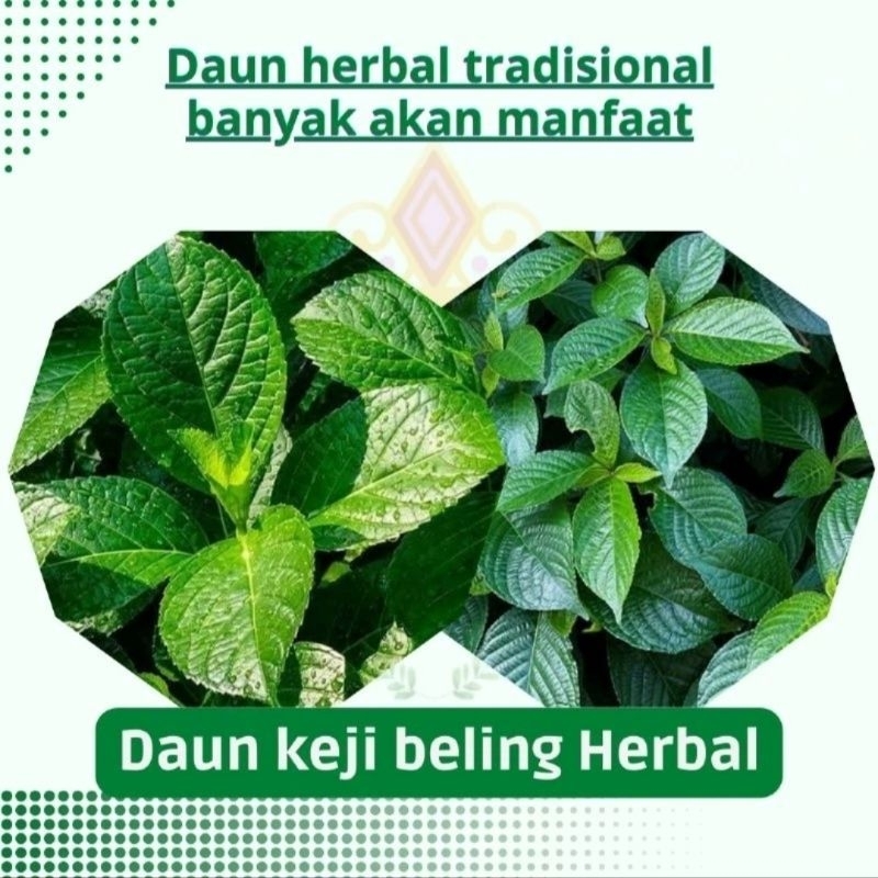 Jual Daun Keji Beling Segar | 500 Gram Daun Keji Beling | Daun Kaca ...