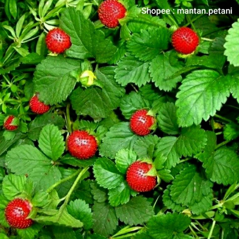 Jual Bibit Tanaman Strawberry Mock ( Strawberry Hutan Bunga Kuning ...
